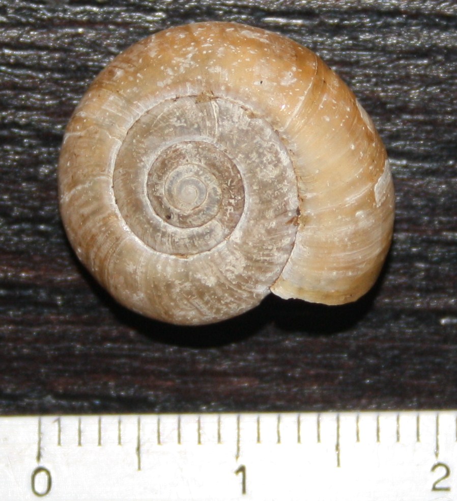 Oxychilus sp.?